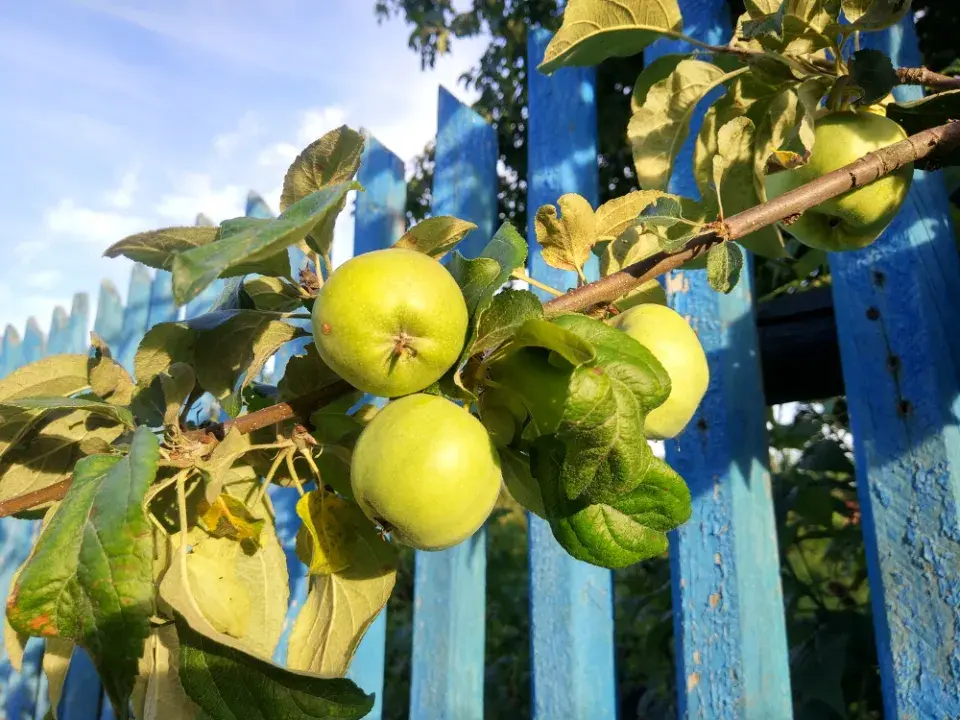 Nejčastější sousedské spory na zahradě: Stromy a přesahující ovoce