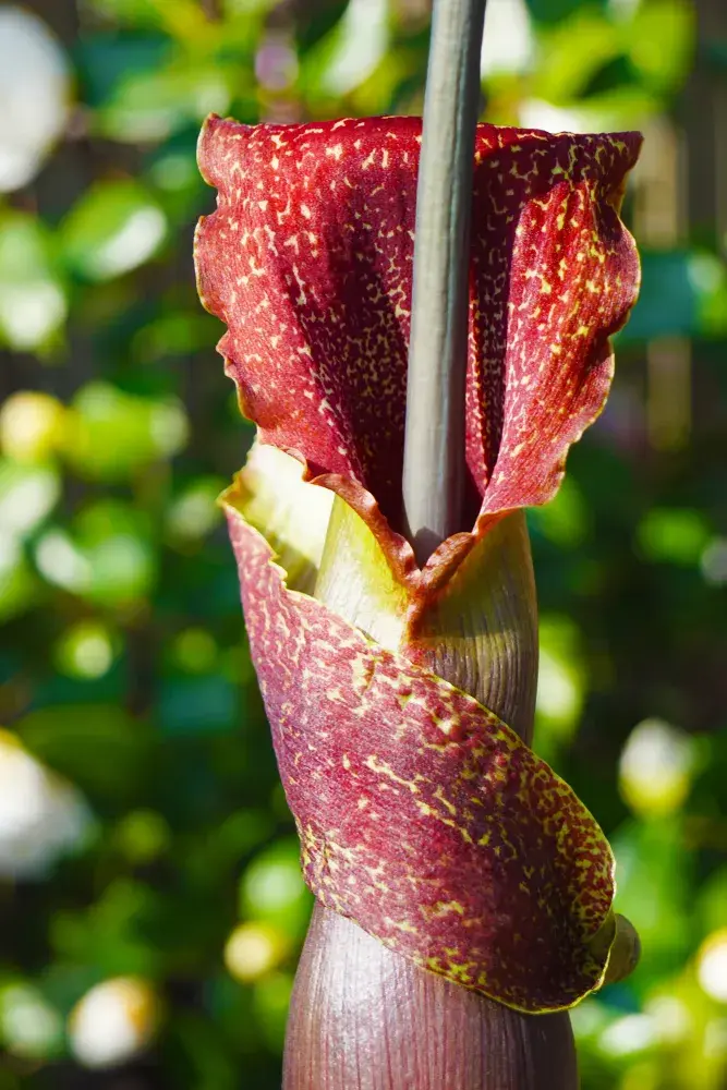 Užovník nící, vúdú lilie (Sauromatum venosum) 