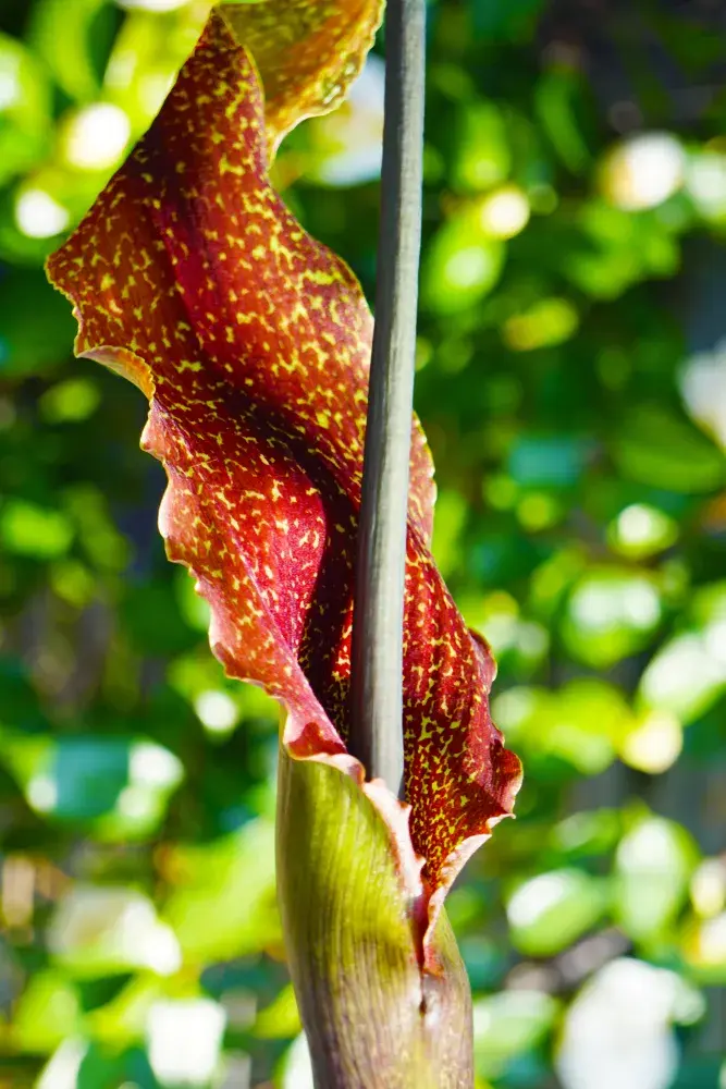 Užovník nící, vúdú lilie (Sauromatum venosum) 