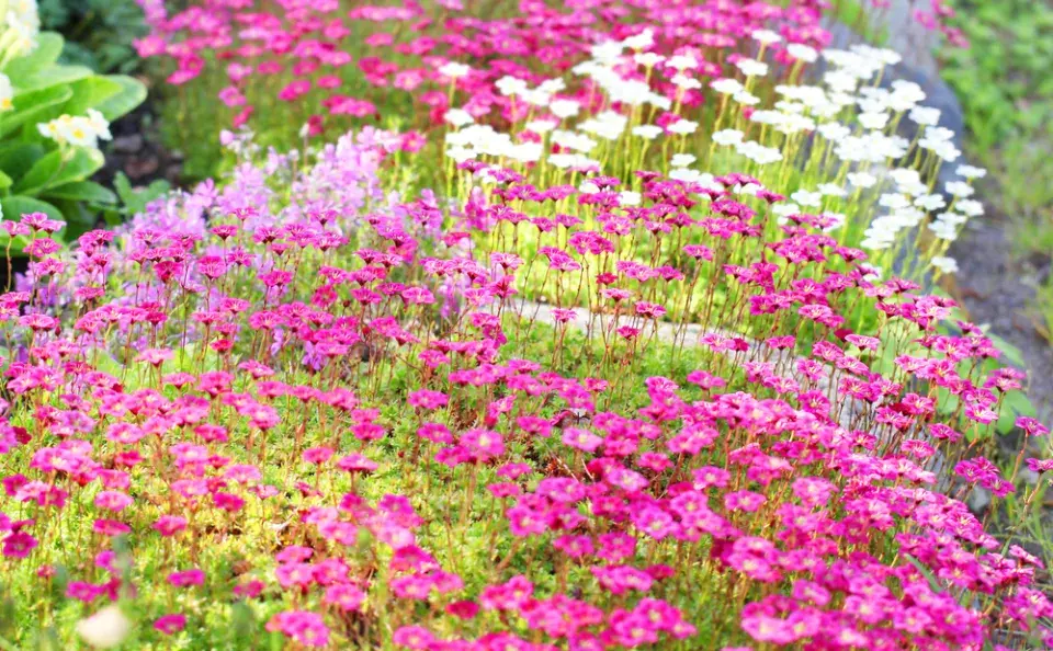 Lomikámen Arendsův (Saxifraga × arendsii)