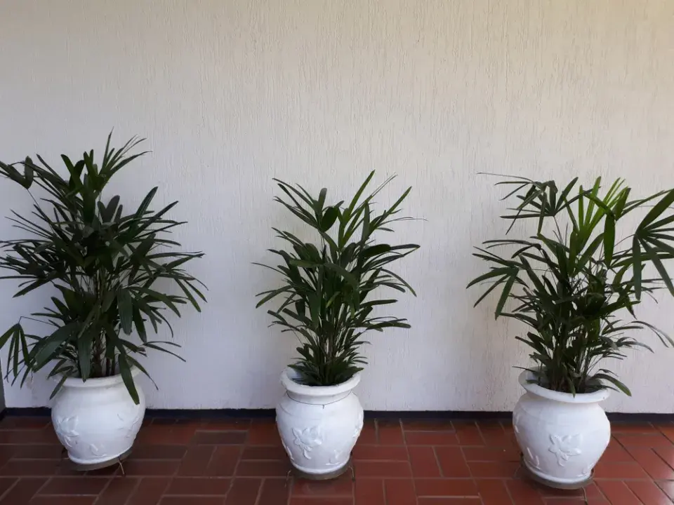 Nenáročná palma palmenka