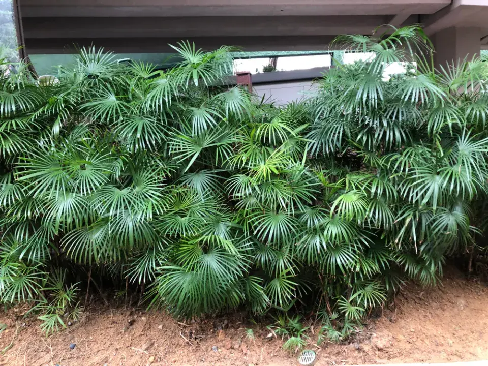 Palmenka neboli bambusová palma