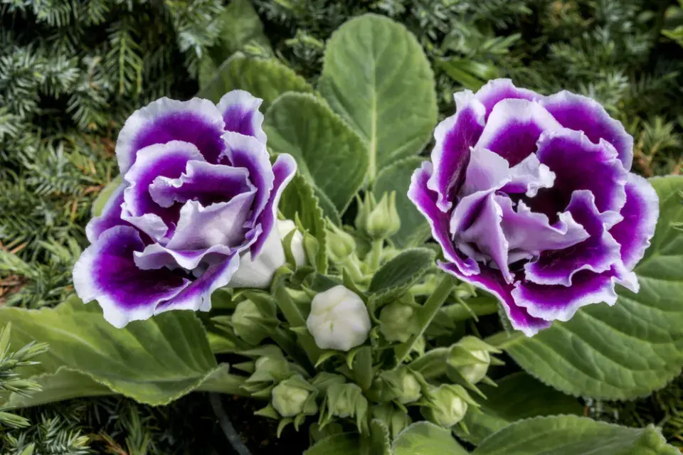 Gloxínie (Sinningia speciosa) 