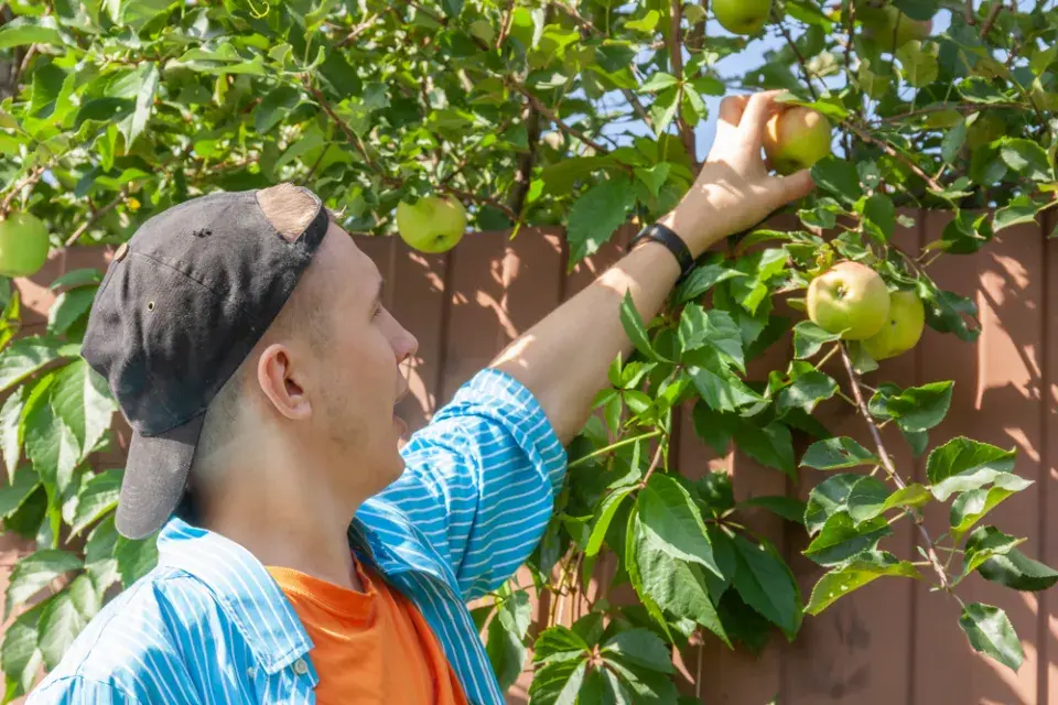 Nejčastější sousedské spory na zahradě: Stromy a přesahující ovoce