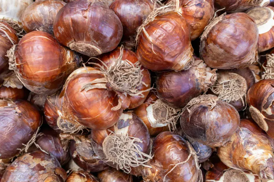 Česnek Schubertův (Allium schubertii) 