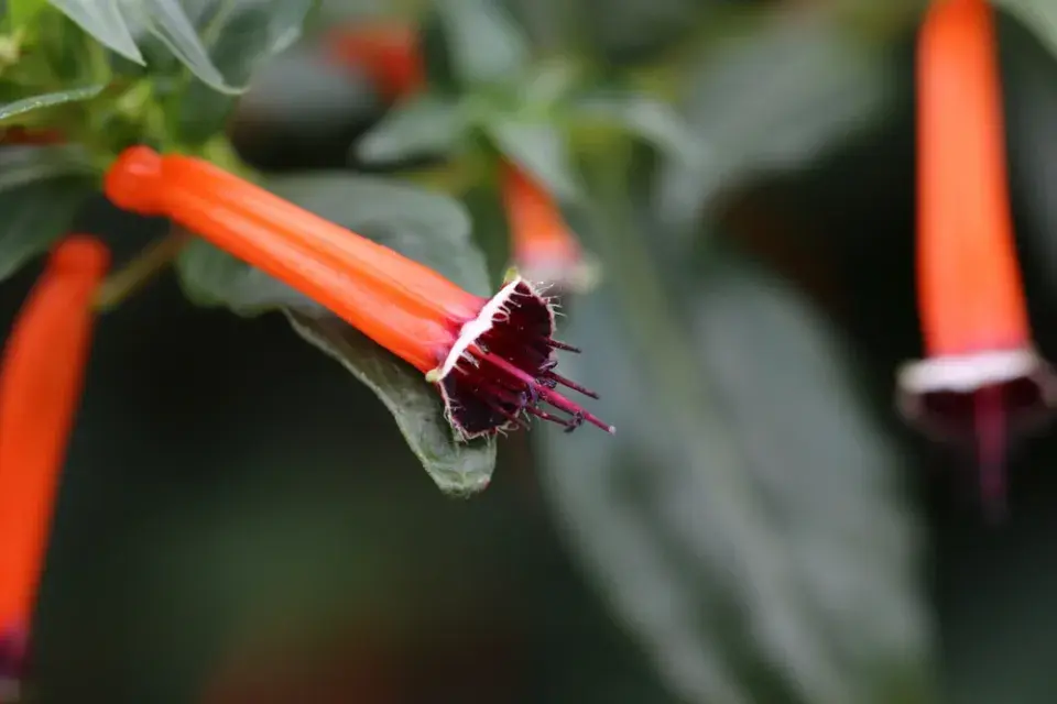 Cigaretová rostlina: květy, které vypadají jako malé zapálené cigarety