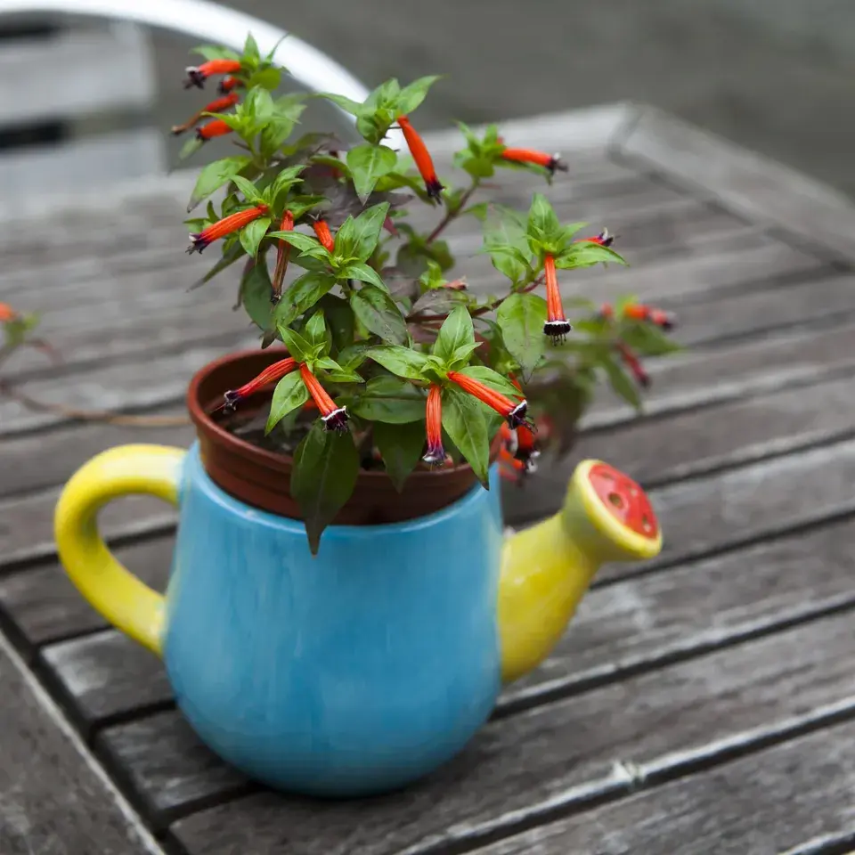 Cigaretová rostlina: květy, které vypadají jako malé zapálené cigarety