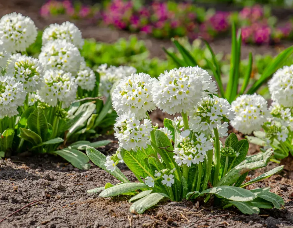 Prvosenka zoubkatá (Primula denticulata) 