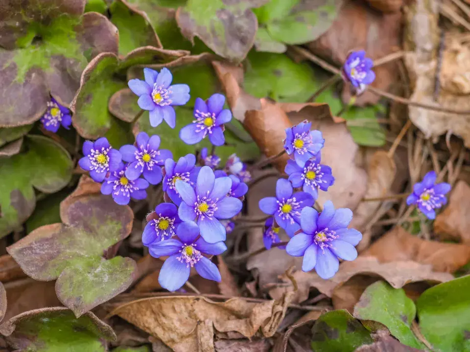Jaterník podléška (Hepatica nobilis) 