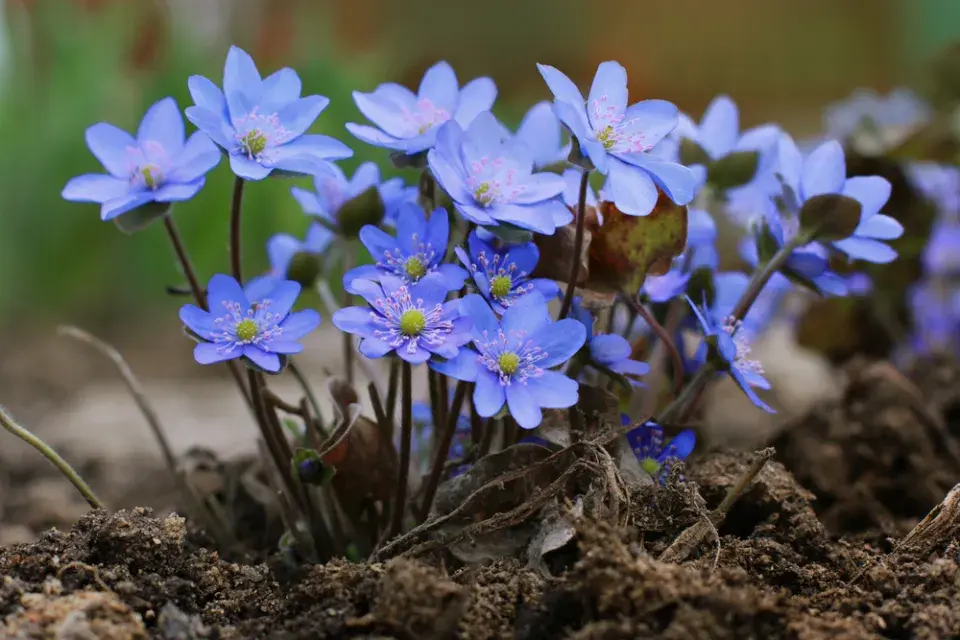 Jaterník podléška (Hepatica nobilis) 