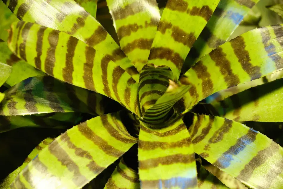 Pokojové rostliny z čeledi broméliovité