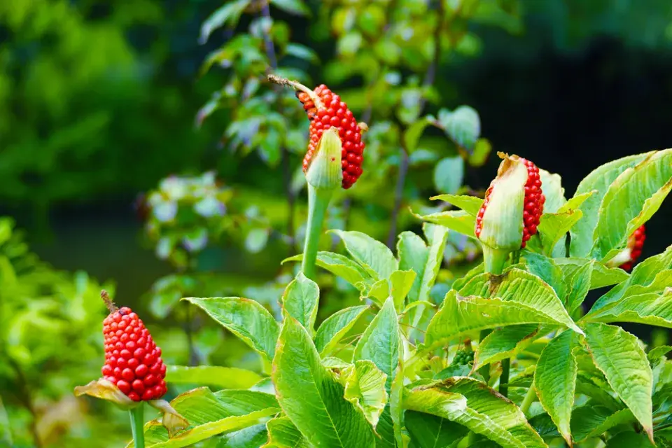 Drakovec neboli aron dračí (Dracunculus vulgaris)