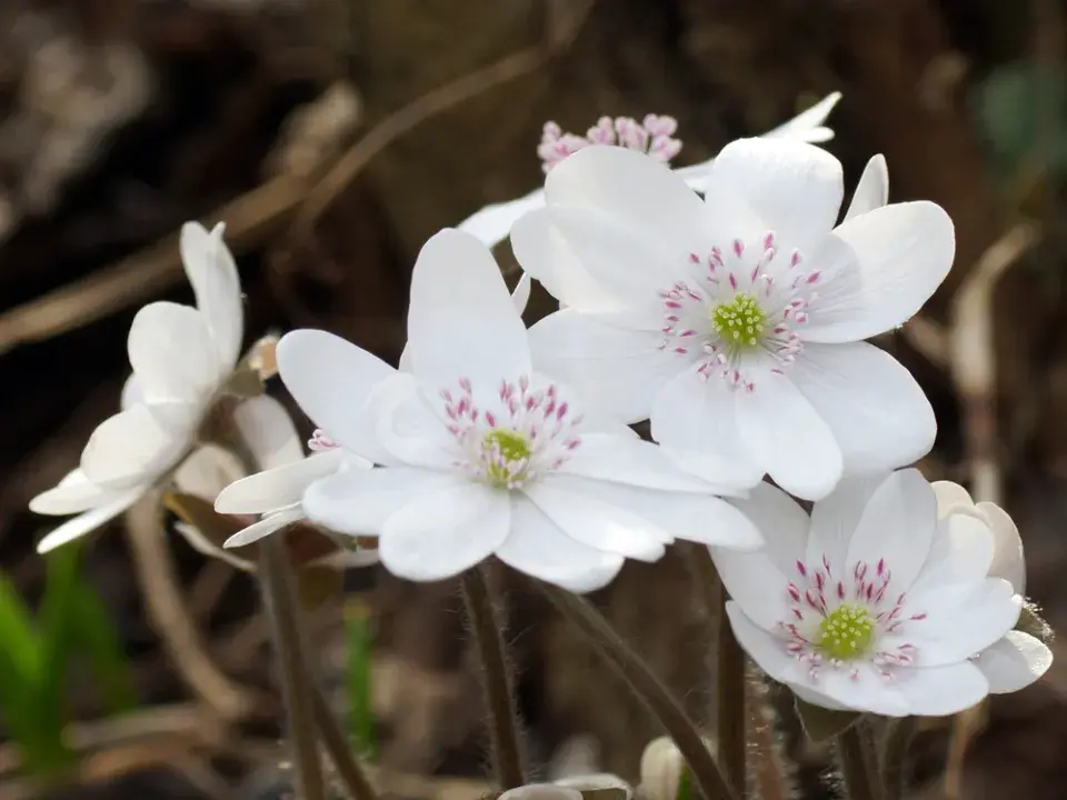 Jaterník podléška (Hepatica nobilis) 