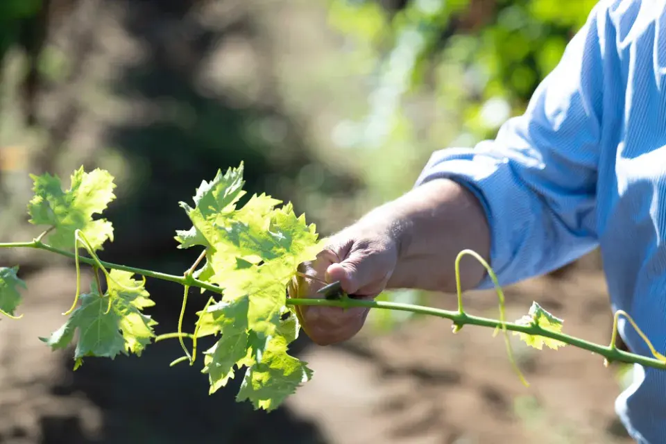 Vedení vinné révy
