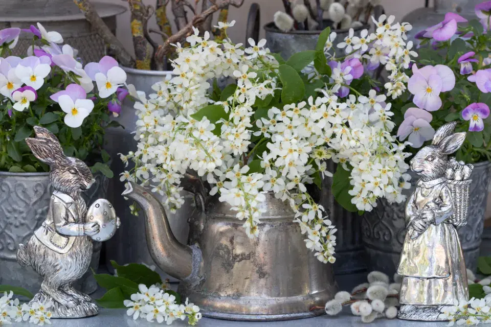 Střemcha obecná (Prunus padus) 