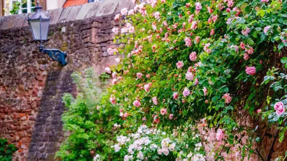 Řez růží na jaře