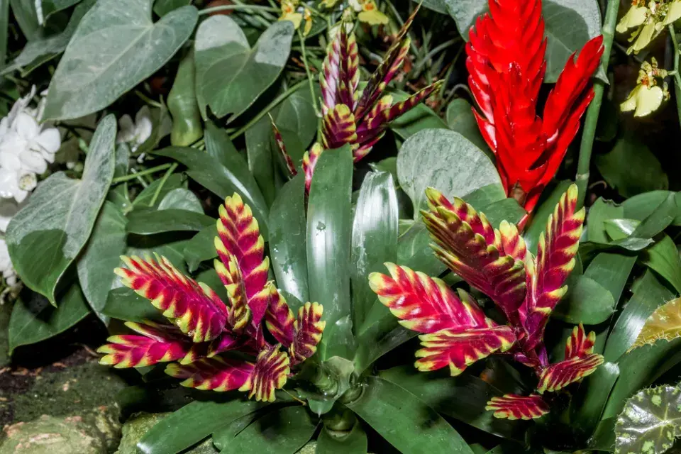 Pokojové rostliny z čeledi broméliovité