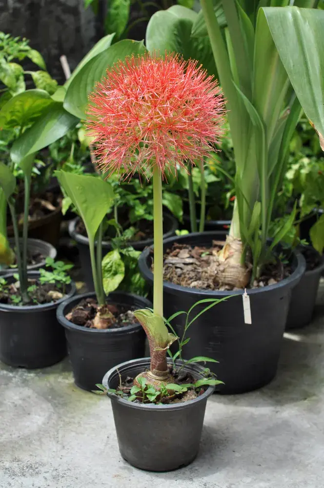 Krvokvět natalský (Scadoxus puniceus) 