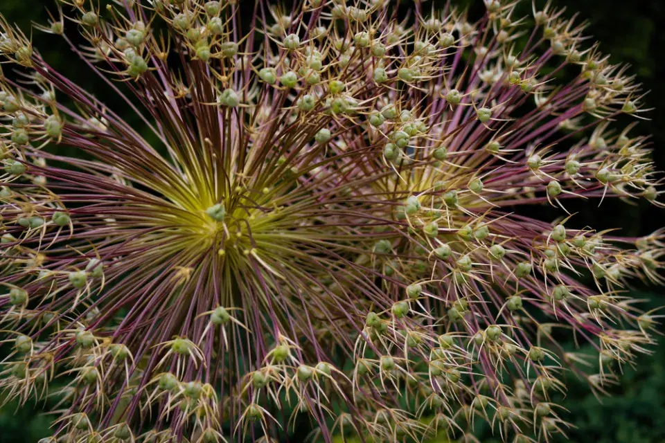 Česnek Schubertův (Allium schubertii) 