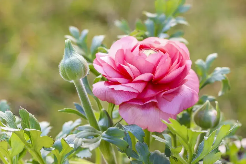 Pryskyřník asijský (Ranunculus asiaticus) 