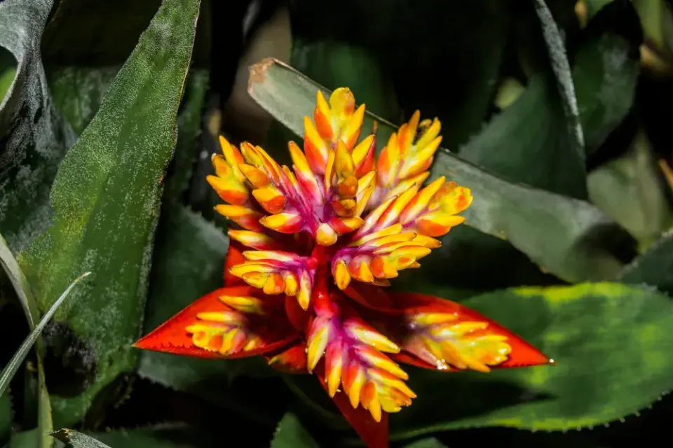 Hořící meč neboli vrisea