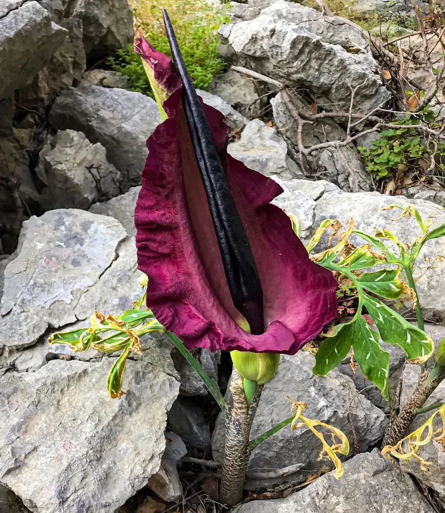 Drakovec neboli aron dračí (Dracunculus vulgaris)