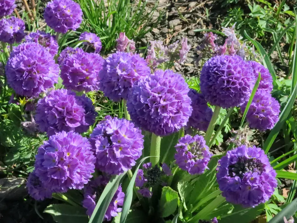 Prvosenka zoubkatá (Primula denticulata)