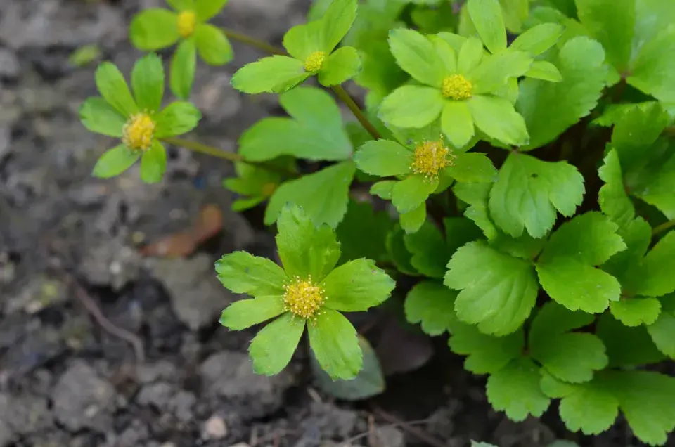 hvězdnatec zubatý (Hacquetia epipactis) 