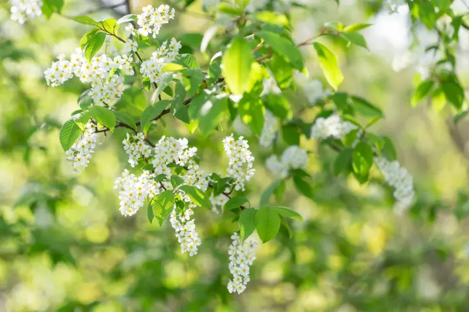 Střemcha obecná (Prunus padus) 
