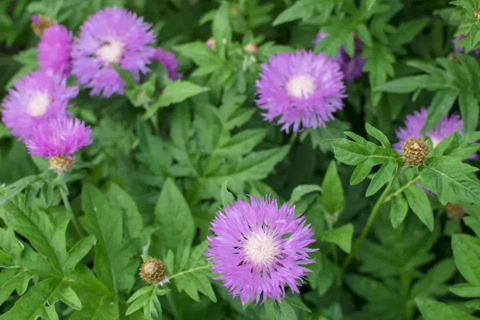 Stálezelené trvalky patří do každé zahrady