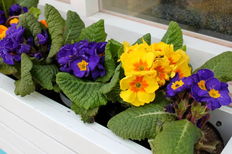 Pašijový týden v zahradě: Květiny, tradice a jarní probuzení