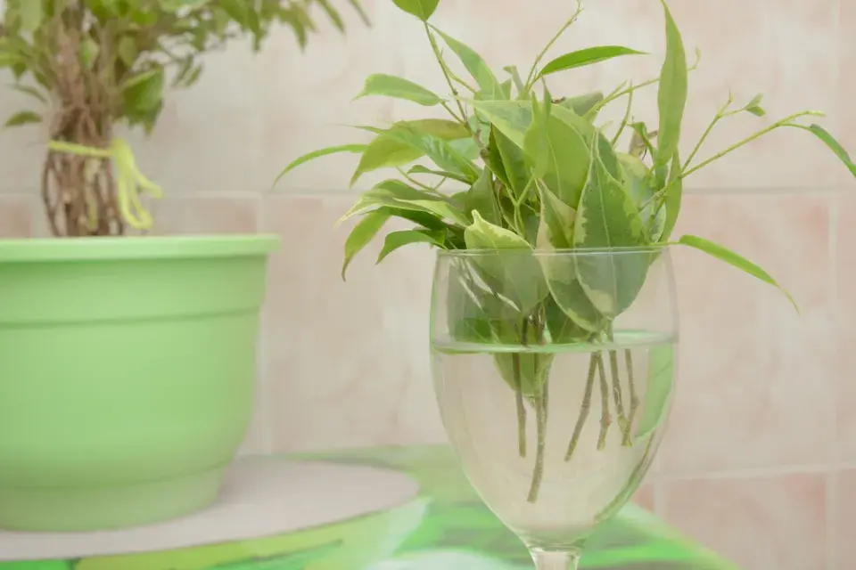 Množení fíkusu krok za krokem: Jak z jedné větvičky vypěstovat novou rostlinu