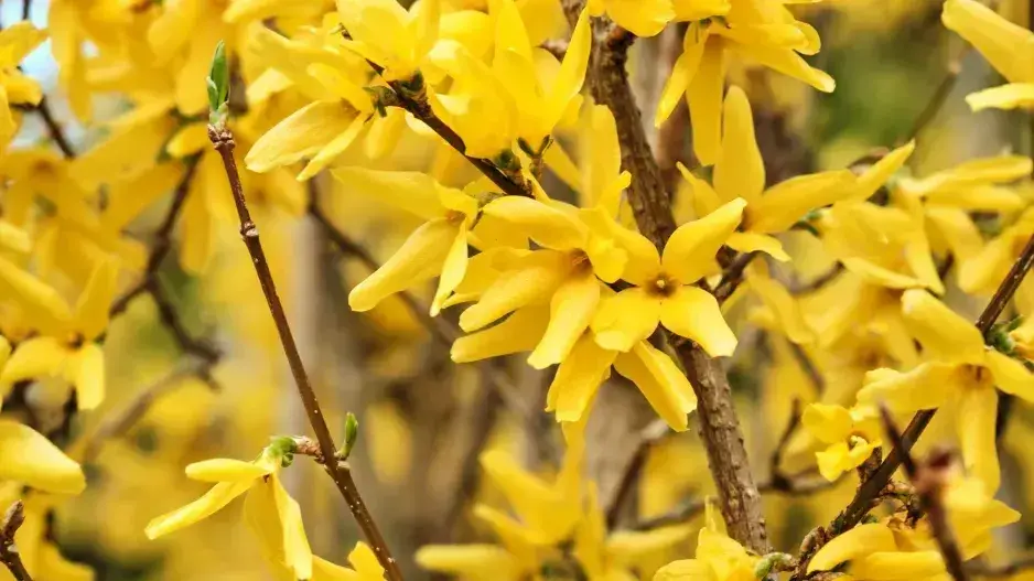 Řez růží na jaře