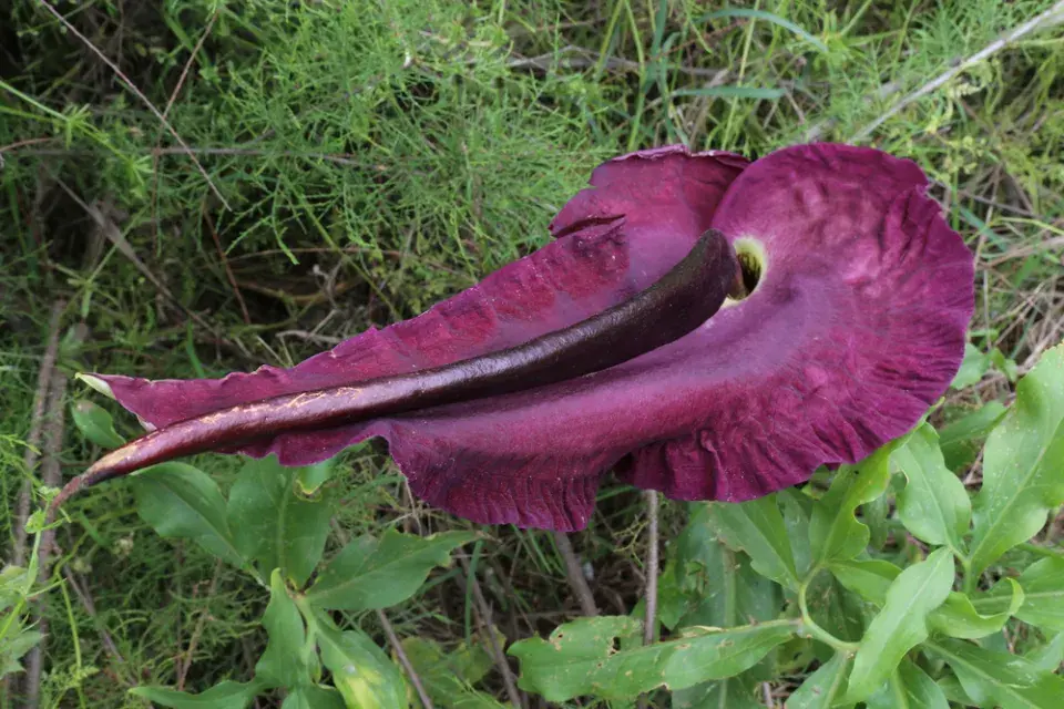 Drakovec neboli aron dračí (Dracunculus vulgaris)