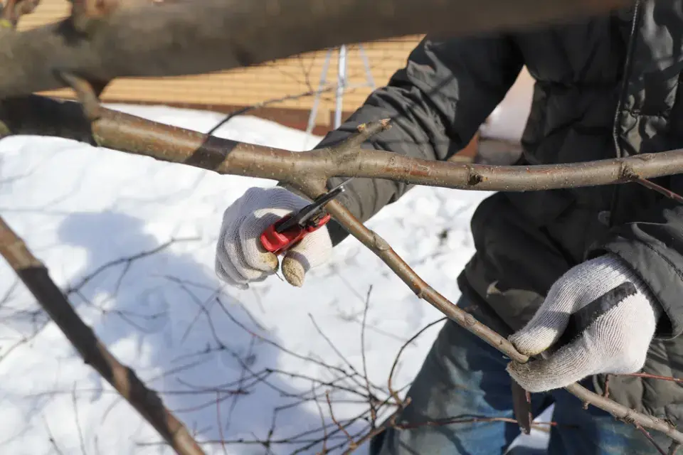 Stávající dřeviny v zahradě