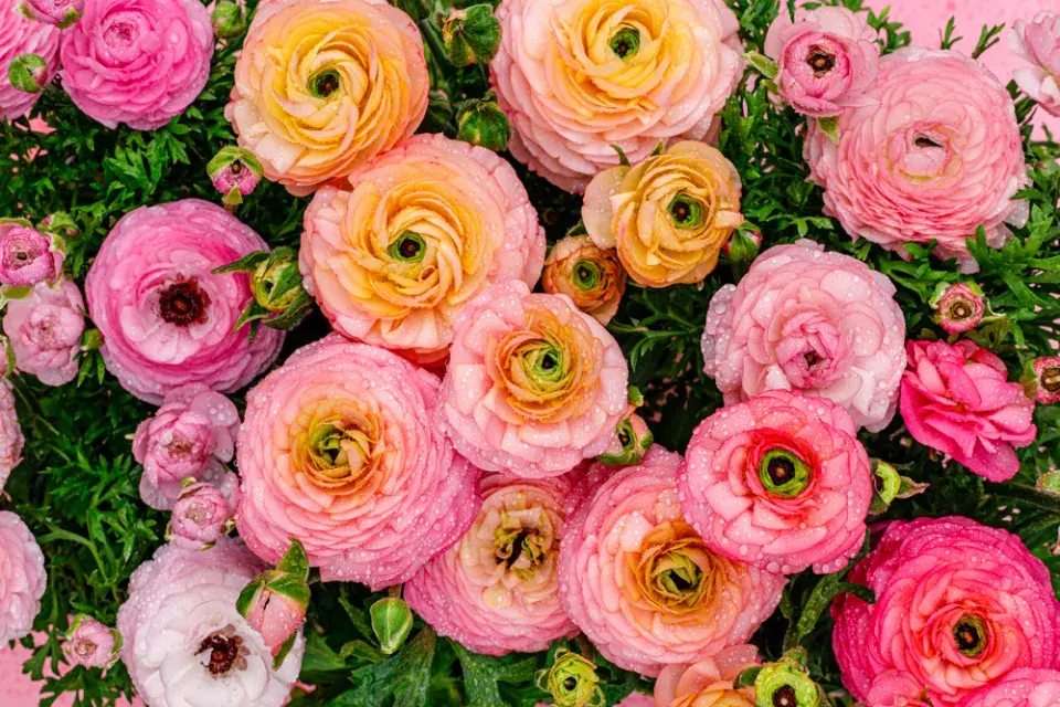 Pryskyřník asijský (Ranunculus asiaticus) 