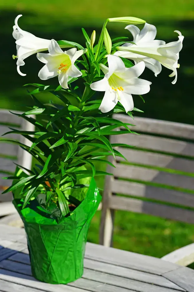 Velikonoční lilie (Lilium longiflorum) 