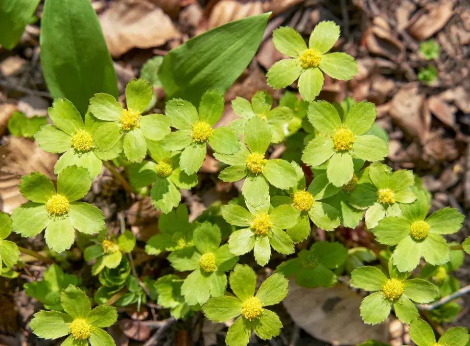 hvězdnatec zubatý (Hacquetia epipactis) 