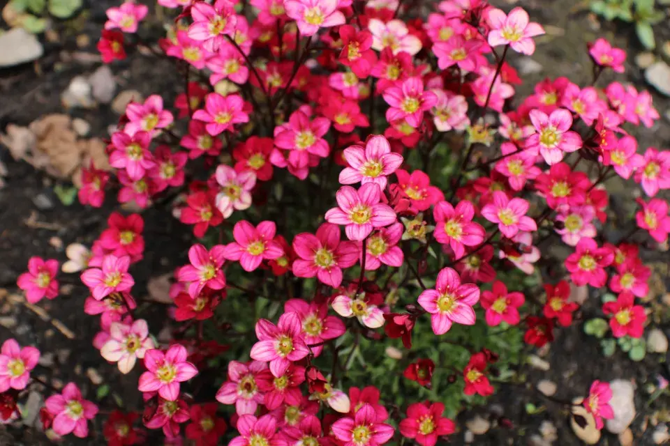 Lomikámen Arendsův (Saxifraga × arendsii)