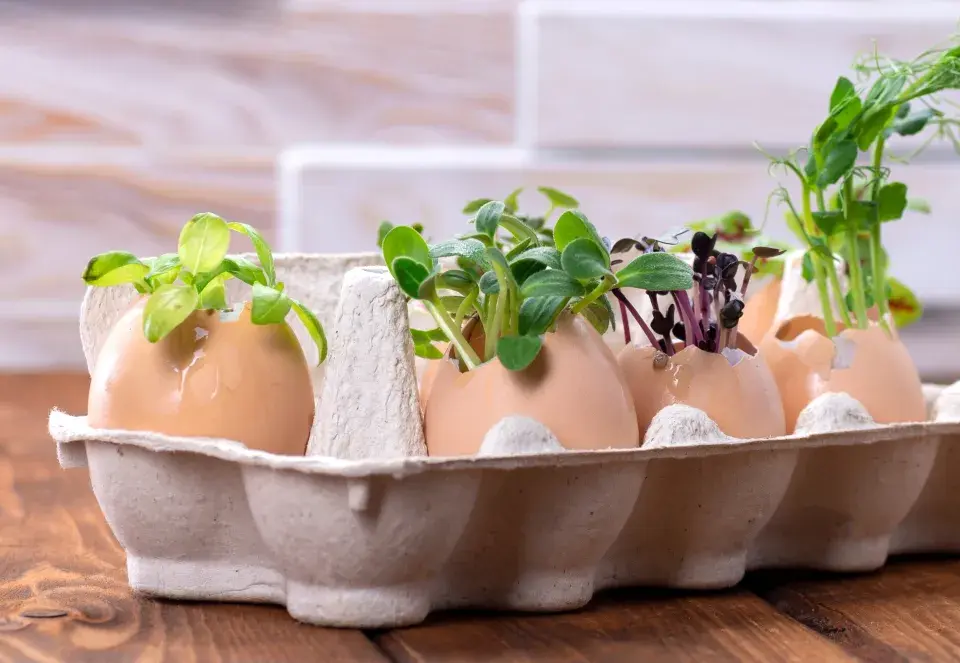 velikonoční skořápky