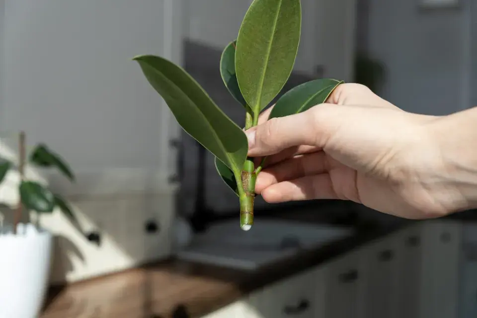 Množení fíkusu krok za krokem: Jak z jedné větvičky vypěstovat novou rostlinu