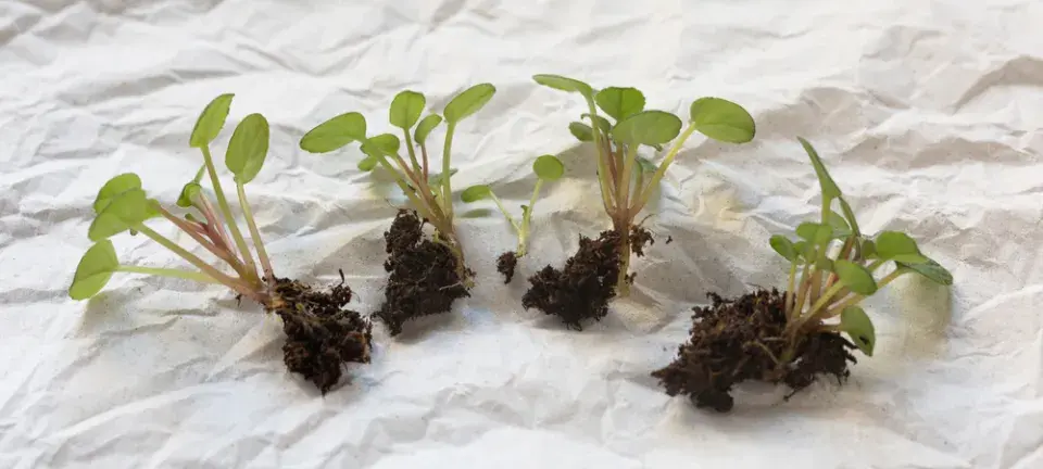 Množení pokojových rostlin