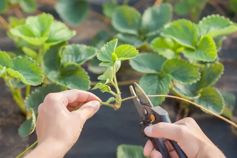Péče o jahodníky obrazem: Jarní kroky pro maximální úrodu
