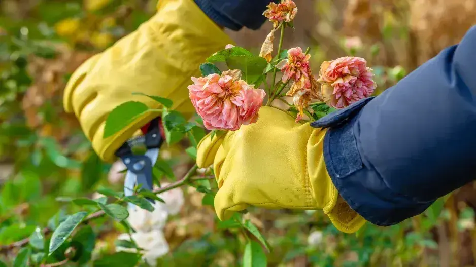 Řez růží na jaře