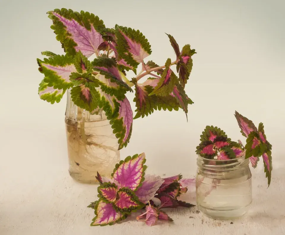 Řízkování pokojovek v praxi: jak krok za krokem množit africké kopřivy