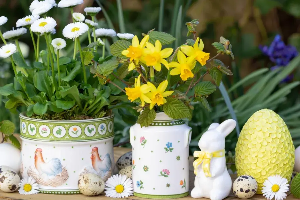 Zahradní sedmikrásky (Bellis perennis)
