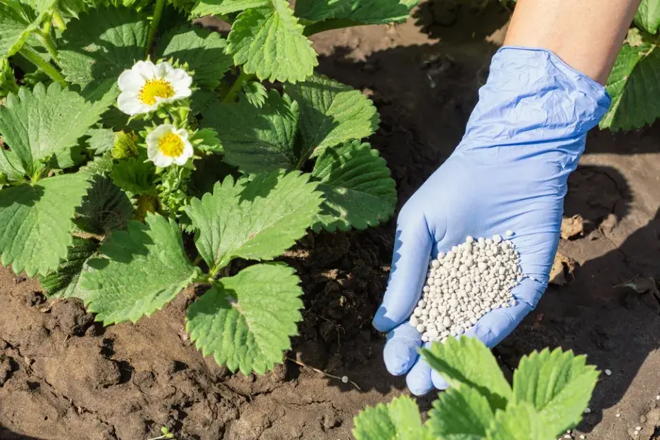 Péče o jahodníky obrazem: Jarní kroky pro maximální úrodu