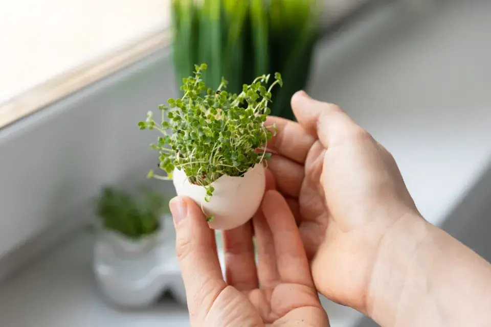 velikonoční skořápky