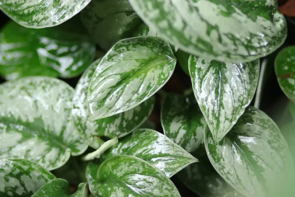 Jarní přesazování pokojových rostlin