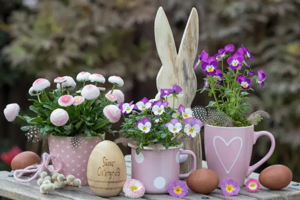Zahradní sedmikrásky (Bellis perennis)